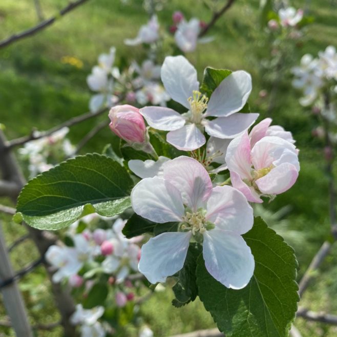 apple blossom gallery